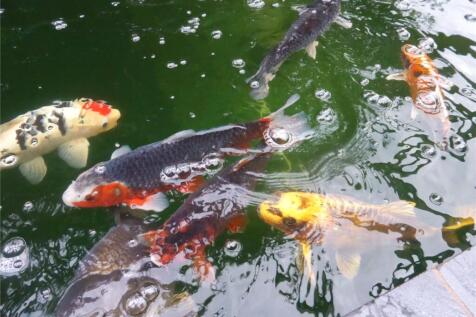 Koi Pond