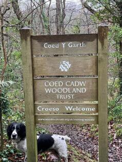 Local Walks