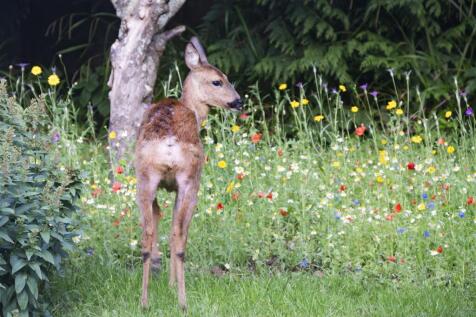 20230719 - Roe Deer - DSC_0941-Enhanced-NR.jpg