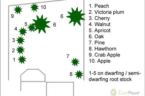 Plan of trees