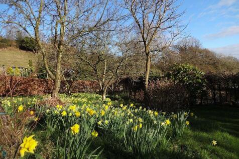 Garden Daffodils