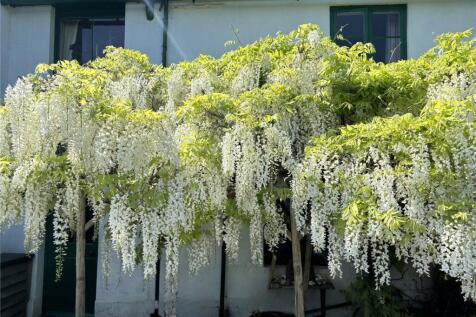 Wisteria