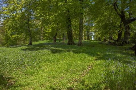 Bluebell wood _DS02253.JPG