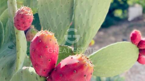 Panorama e Particolari