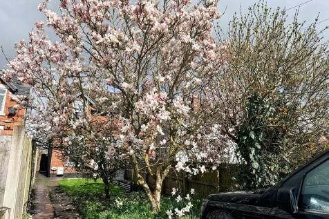 Magnolia