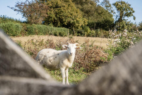 Livestock In Field 1