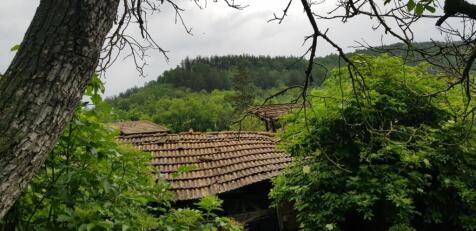 Dense green plants and trees with branches framing tiled rooftops of village houses in the background.
