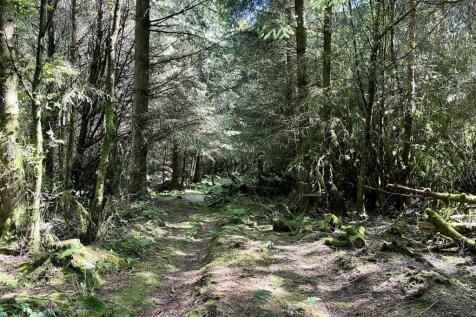 Woodland walk 3.jpeg