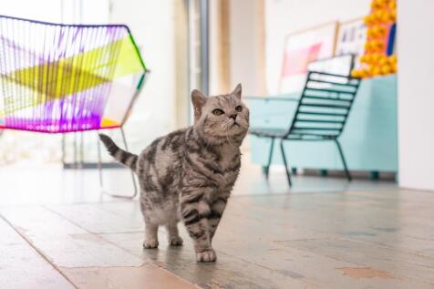 1W1TCN - The Cat A.jpg