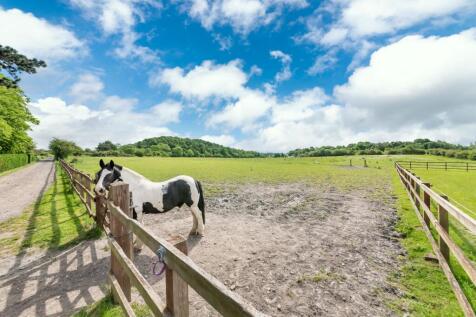 HORSE FIELD