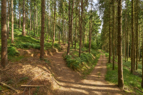Marley Wood