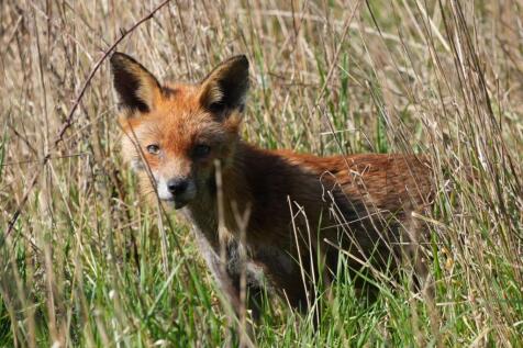 Exterior-Wildlife-01.jpg