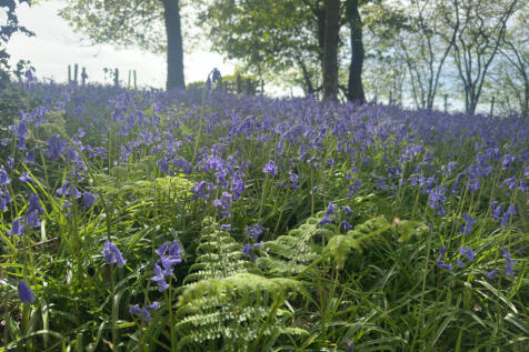 Highly Desirable Stock Farm in the Teme Valley