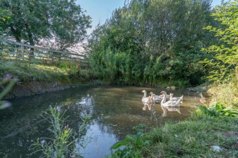 Your Very Own Duck Pond