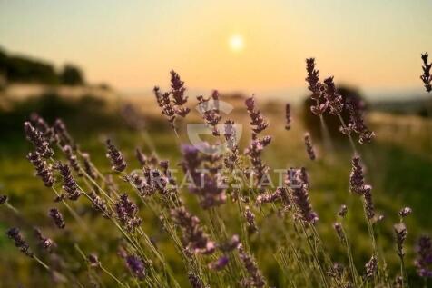 Panorama e Particolari