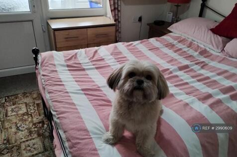  Boy Lhasa Wltm Girl For Woof's, Sniff's &amp; More