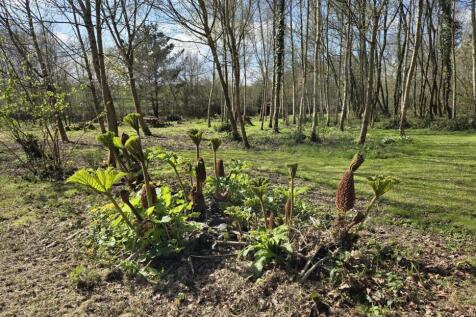 Woodland