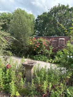 Garden Rose.jpg
