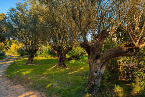 Driveway lined with olive trees
