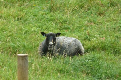 sheep.JPG