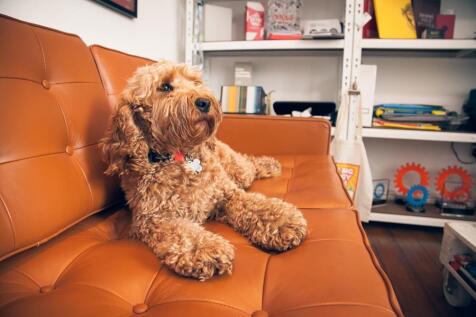 Dog Friendly.jpg