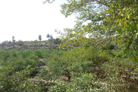 Image 15