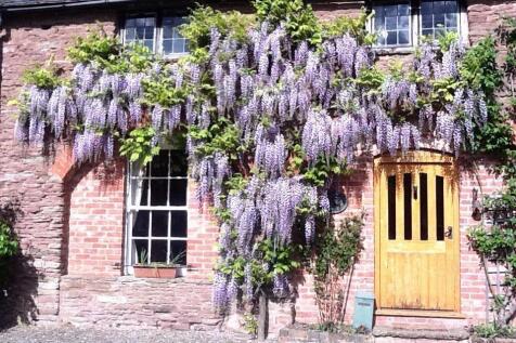 Wisteria.jpg