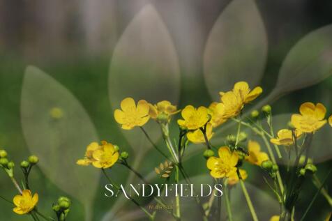 Flowers Sandyfields