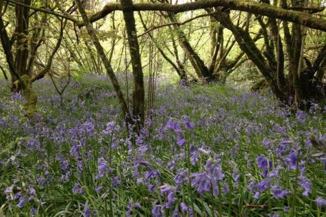 Bluebell Woods