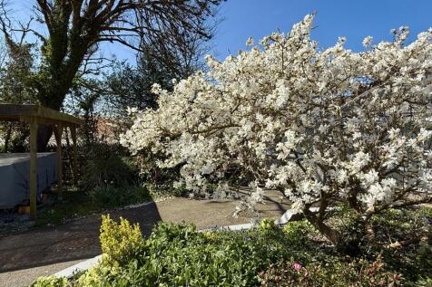 Mature Magnolia Tree