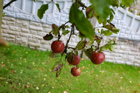 Photo 5