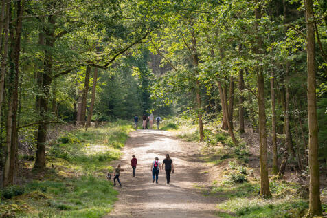 external shot of forest of bere