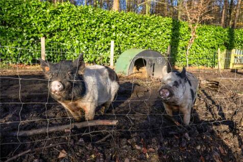 Pet Pigs
