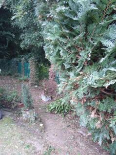 GARDEN AREA