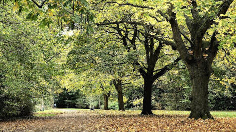 Bedford Park