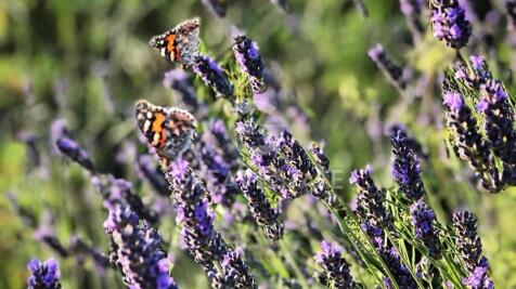 Panorama e Particolari