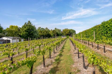 Vineyard