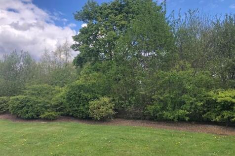Exterior trees.jpg
