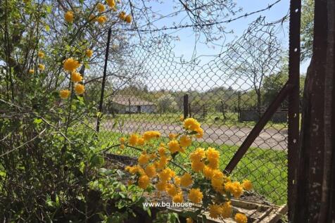 Yellow flowers growing beside a wire fence overlooking a rural road and buildings