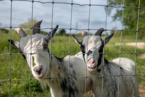 Goats