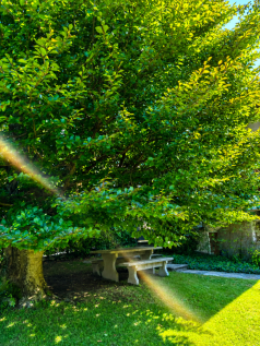 garden