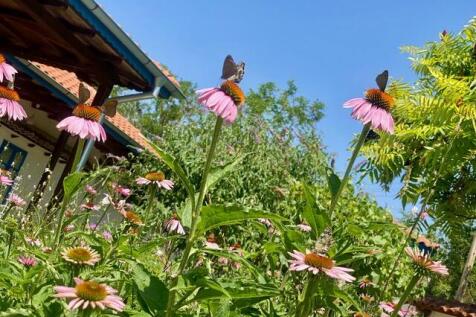 Perennials