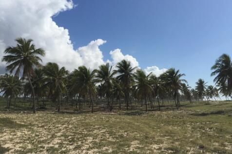 Coconut plantation