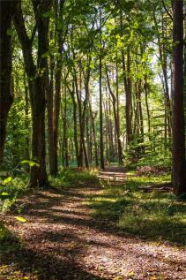 Woodland &amp; Grounds