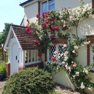 rose-pic-front.jpg