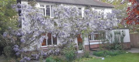 Wisteria.jpg