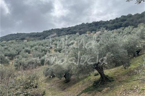 Image 15