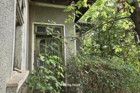 View of an old wooden door and window partly covered by thick green leaves and branches
