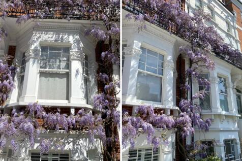 Wisteria