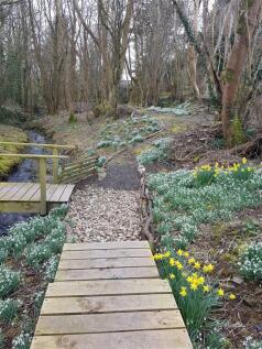 Woodland Area